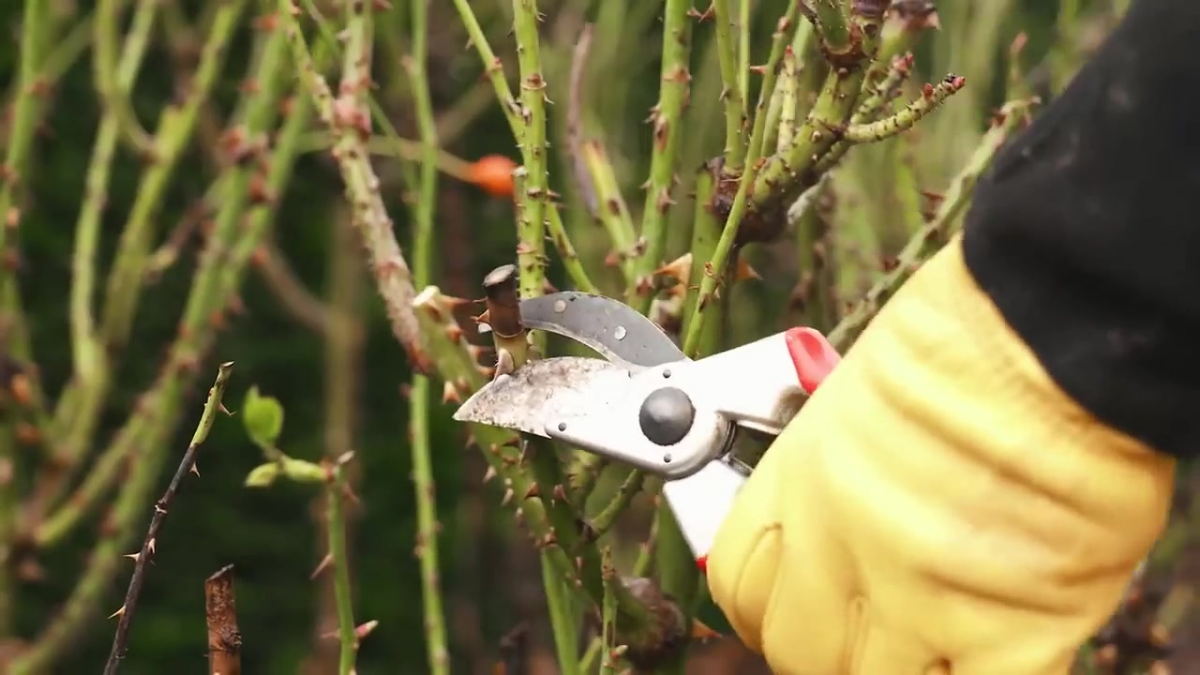 A guide to pruning