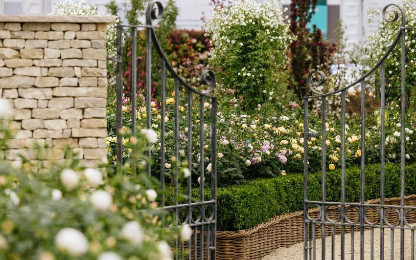 Welcoming Dannahue: The newest bloom in our English rose family