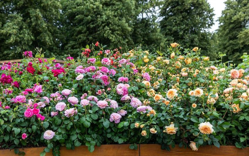 Roses of all colours bred by David Austin