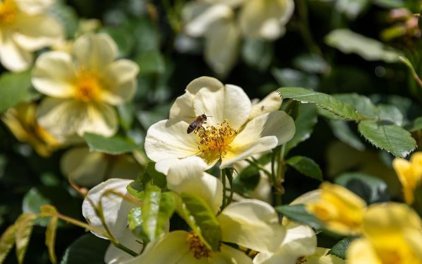 Tottering by gently yellow rose bred by David Austin