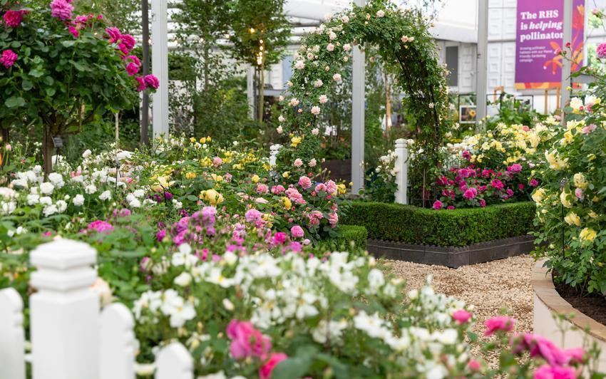 English Roses York The English Roses That Came Before: A Look Back as Chelsea Draws Near