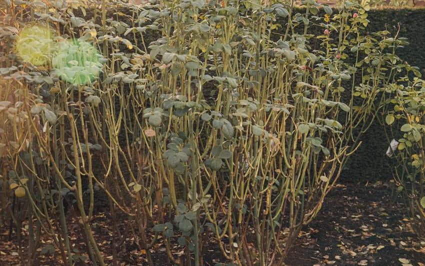 How to Prune Repeat Flowering Shrub Roses