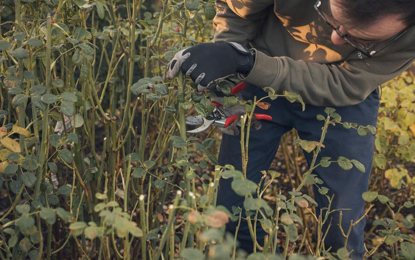 Pruning Roses: A Guide for the Season Ahead