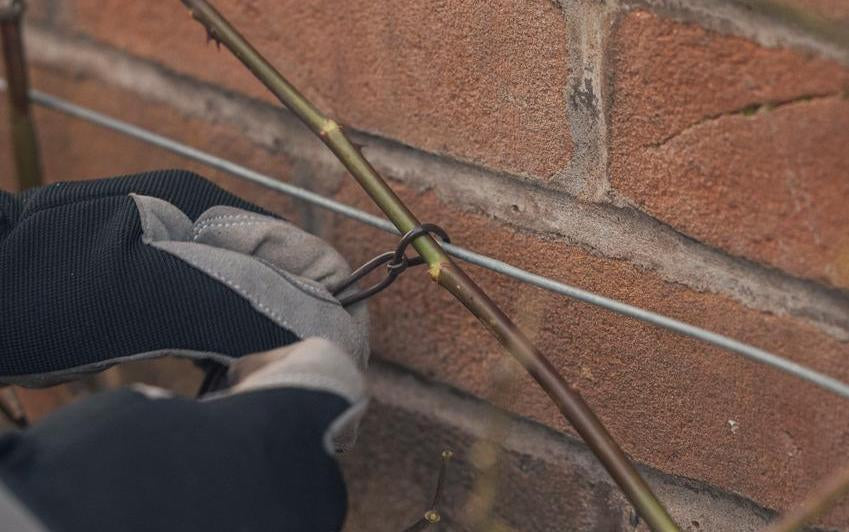 How to Train and Tie-In Climbing Roses