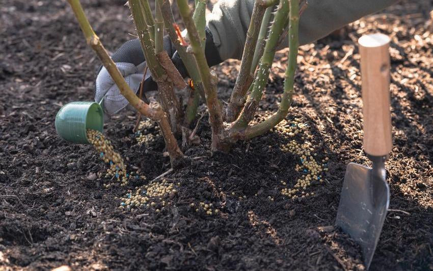 Person feeding a rose