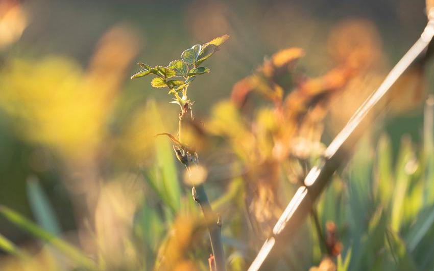 Spring_Shoot_NewGrowth David Austin rose