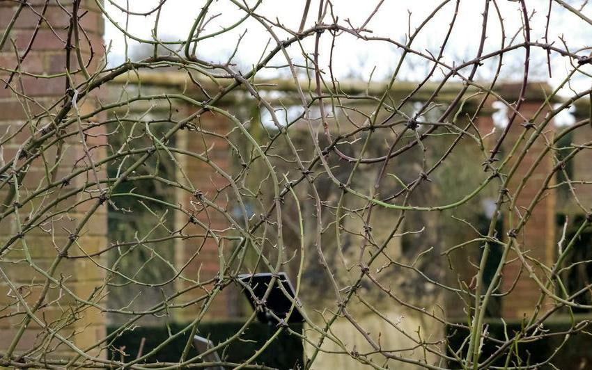 Training Climbing Roses into Decorative Shapes