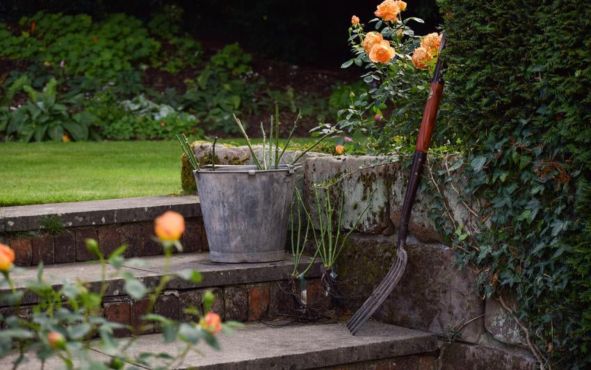 How to look after a rose until you're ready to plant