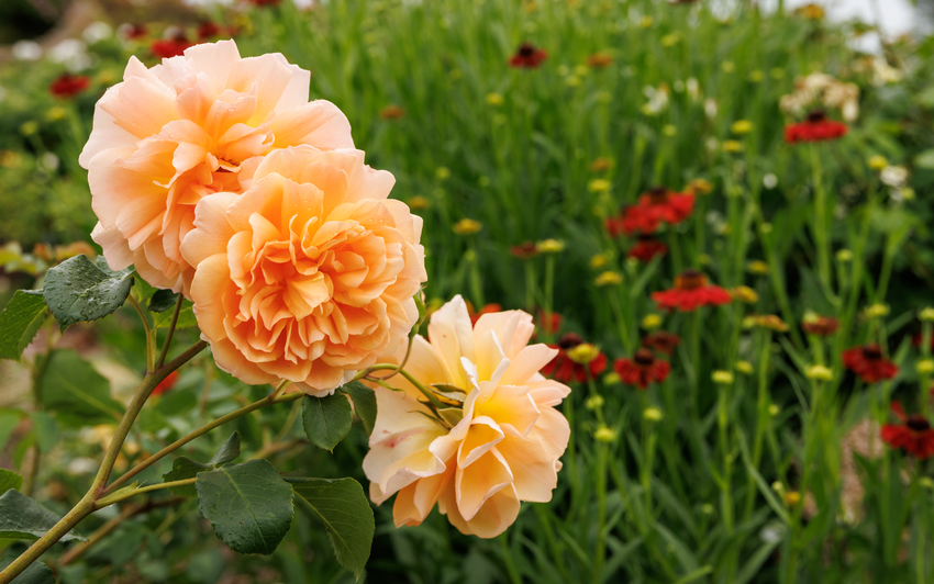 Dame Judi Dench English shrub rose