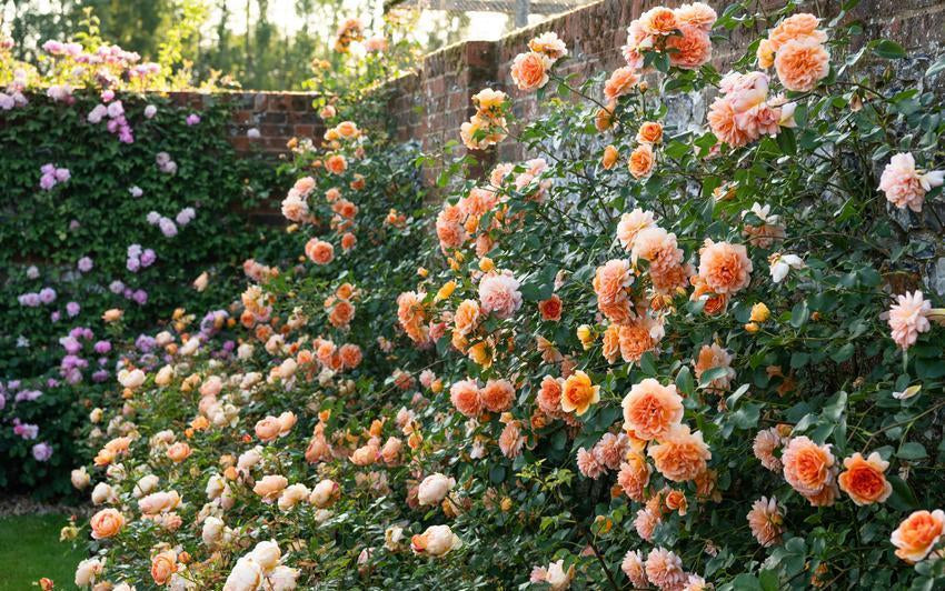Think Beyond the Border: Growing Shrub Roses as Short Climbers