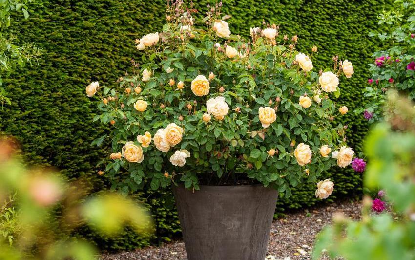 A Simple Guide To Planting Potted Shrub Roses In Containers
