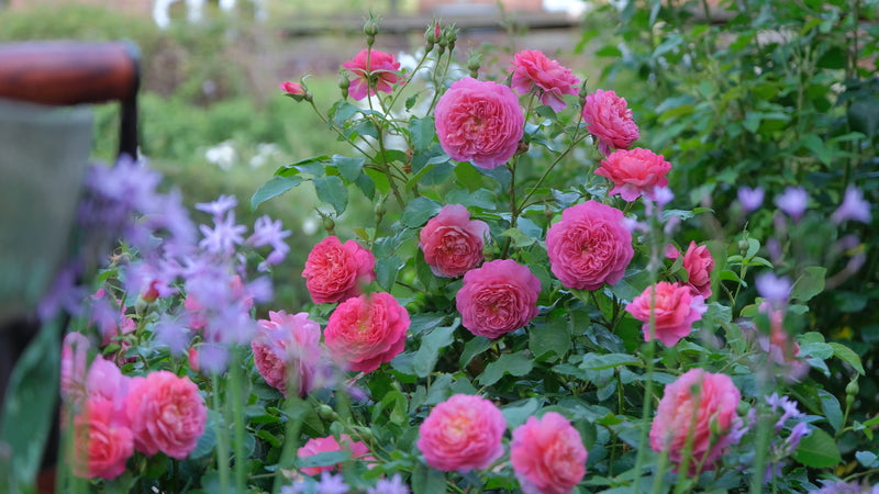 Why grow English roses?