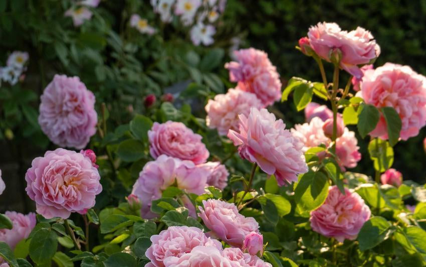 Eustacia Vye - beautiful pink shrub rose basking in sun