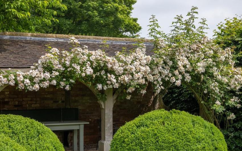 How to Grow Climbing and Rambling Roses Over a Pergola