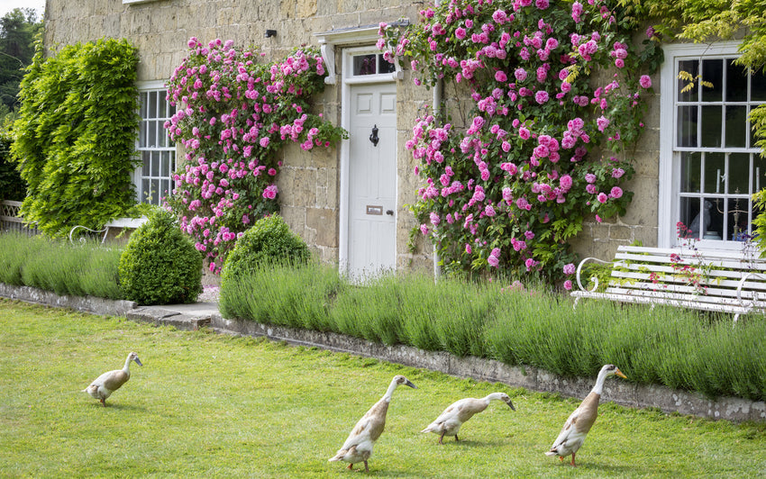 Gertrude Jekyll® (Ausbord): The World’s Favourite Rose