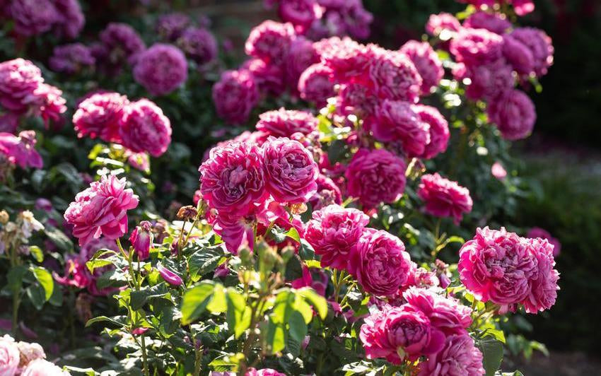 James L Austin bright pink rose bred by David Austin
