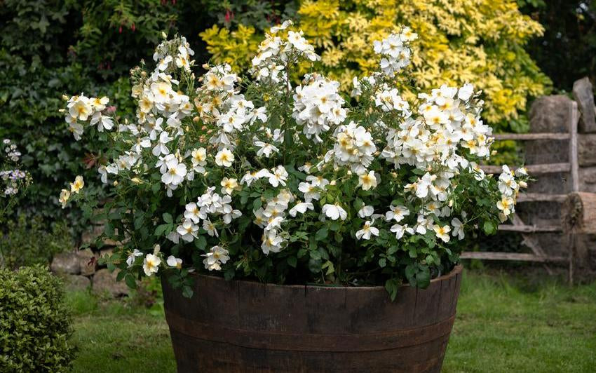 Kew Gardens planted in a large barrel