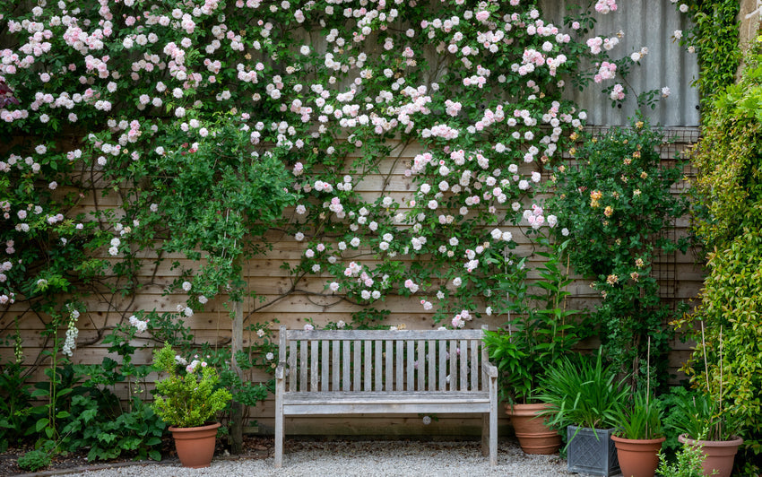 Paul_s_Himalayan_Musk pink rose climbing up a wall next to a bench