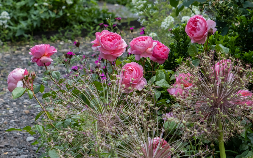 Penelope Lively pink shrub rose shown with alliums