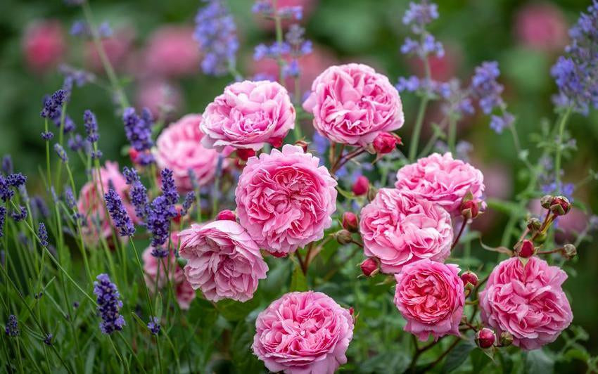 English Roses For Mother’s Day: Stories Of Connection That Bloom Acros