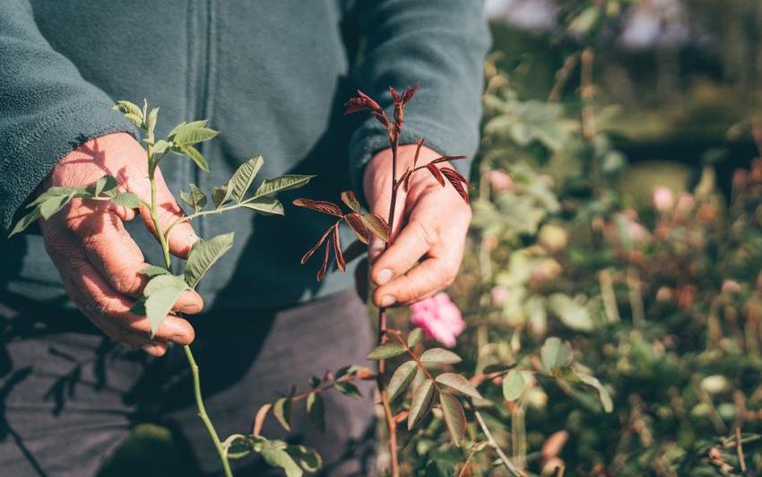 Understanding and Managing Rose Suckers
