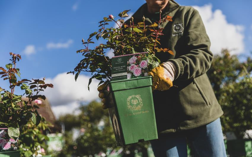 Your Guide To Planting A Potted Shrub Rose