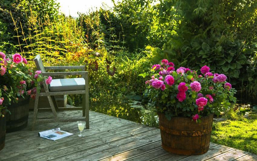 Princess Anne pink rose bred by David Austin in a pot