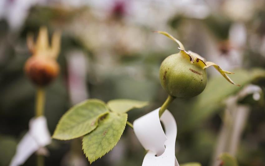 From Flower to Fruit: How Hips Give Life to New Roses
