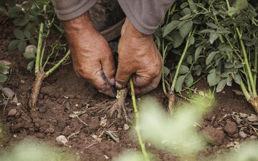 Rose Budding: The Craft Behind Our Roses