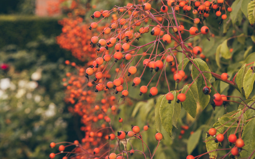 Three ways to use rose hips: from jam to wreaths to wildlife