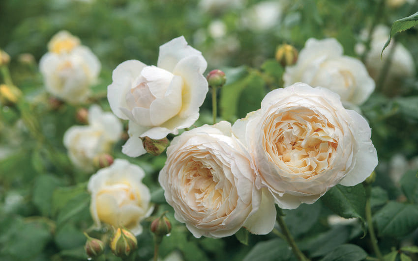 Claire Austin, white climbing rose bred by David Austin