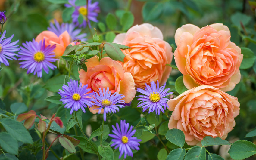 Companion Plants for Continuous Colour