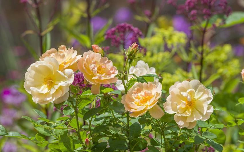 Scents of Midsummer: The Best Times to Enjoy Rose Fragrance in Your Garden