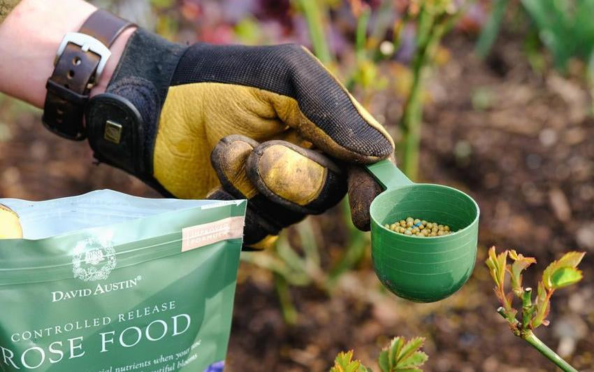 How To Feed Your Rose