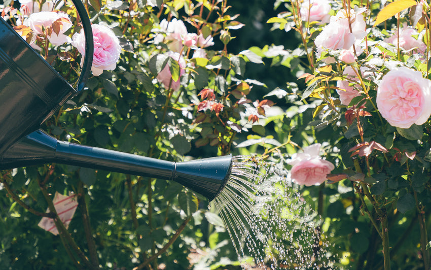 How To Water Your Rose