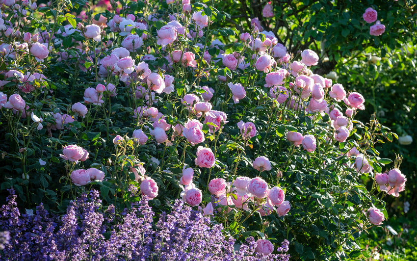 Scepter_d_Isle pink shrub rose bred by David Austin