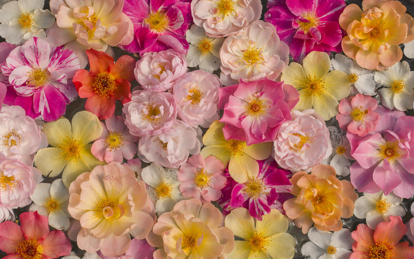 Rose Bloom Shapes: A Guide to the Different Types of Rose Flowers