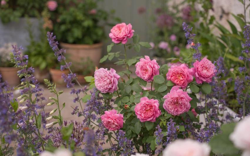 Holiday Rose Care: How to Protect Your Roses While Away