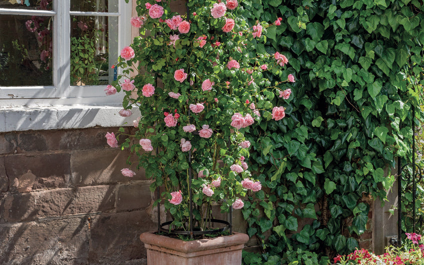 Strawberry Hill rose bred by David Austin in a pot
