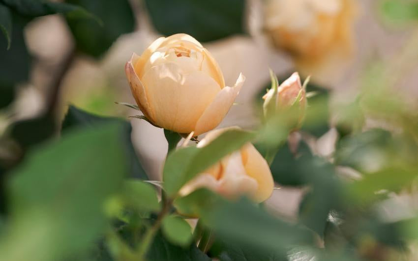Close up bloom shot of an orange rose bred by David Austin