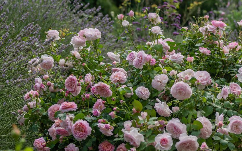Explore our new rose collections: Perfect for every garden