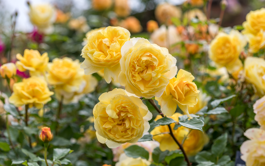 The Poet's Wife - rich yellow English shrub rose