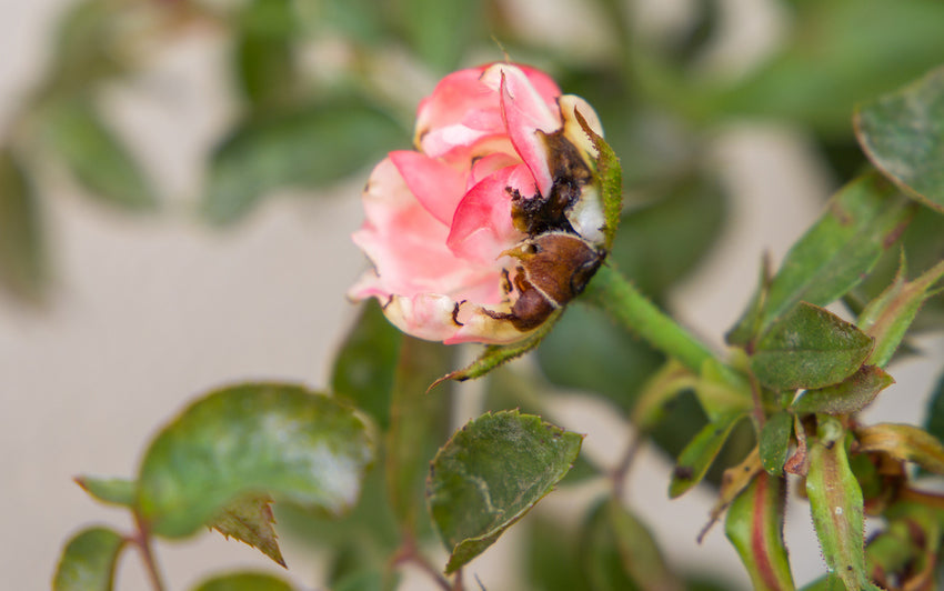 When Buds Refuse to Bloom: A Gardener's Encounter with Thrips