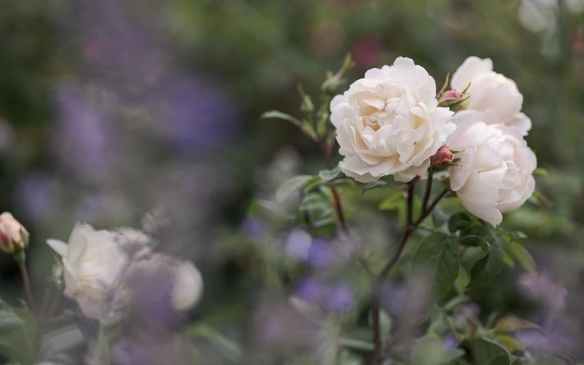 Roses in the Shadow:  English Roses for Shaded Spots