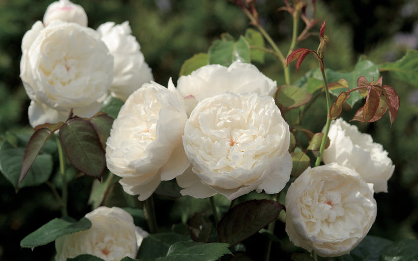 William and Catherine English shrub rose