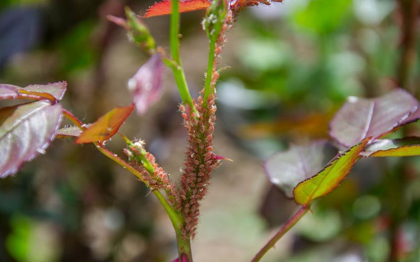 The Arrival of Aphids: Friends or Foes to Your English Roses?