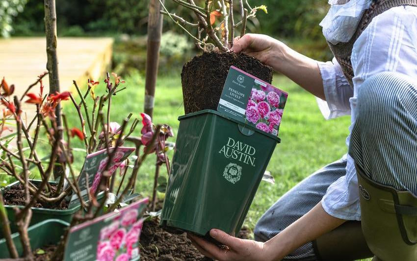 How to Plant a Potted Shrub Rose: Step-by-Step