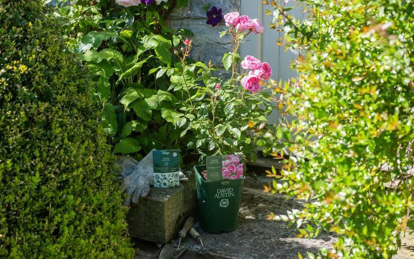 Planting Potted Roses: Step-by-Step for Gardens and Pots