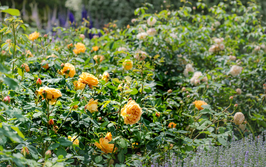 Spotlight on Golden Celebration®