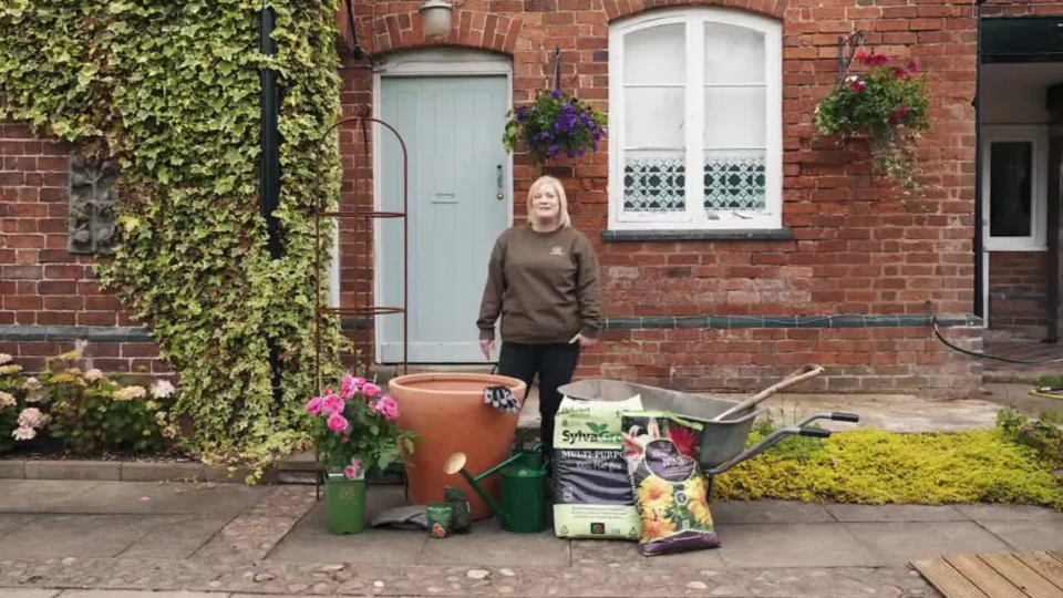 How to plant a potted climbing rose in a pot